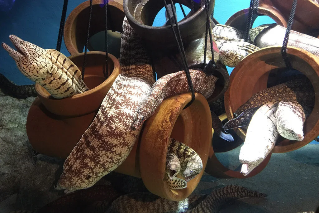 某水族館におけるウツボたち