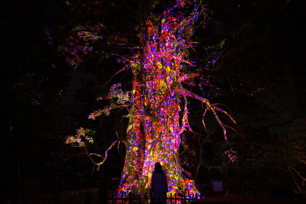 増殖する生命の巨木 - 太郎杉 / Ever Blossoming Life Tree - Giant Taro Cedar
teamLab, 2021, Digitized Nature, Sound: Hideaki Takahashi